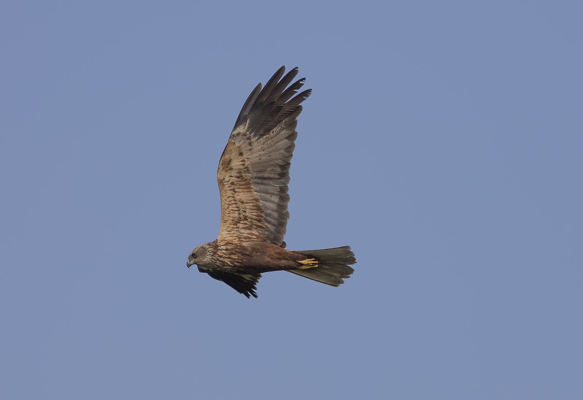African Marsh Harrier - ML642765637