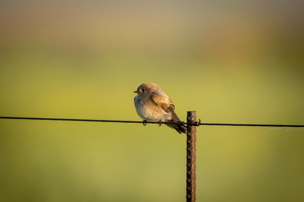 Plain Martin - ML642765638