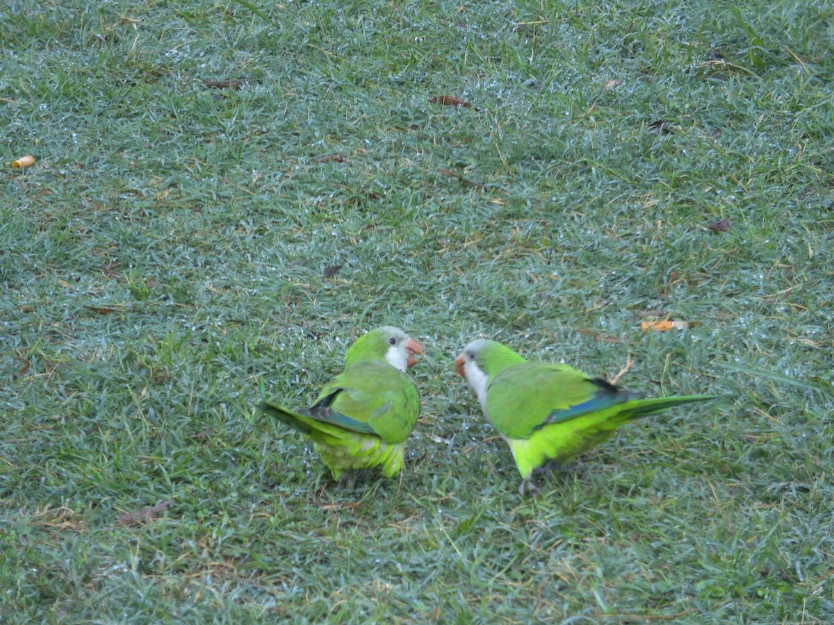 Monk Parakeet - ML642765651