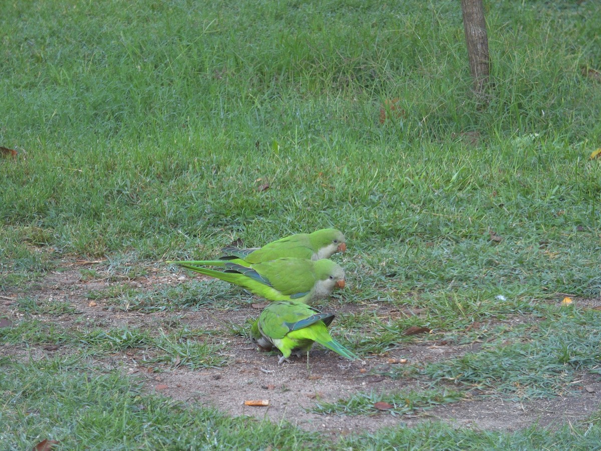 Monk Parakeet - ML642765652