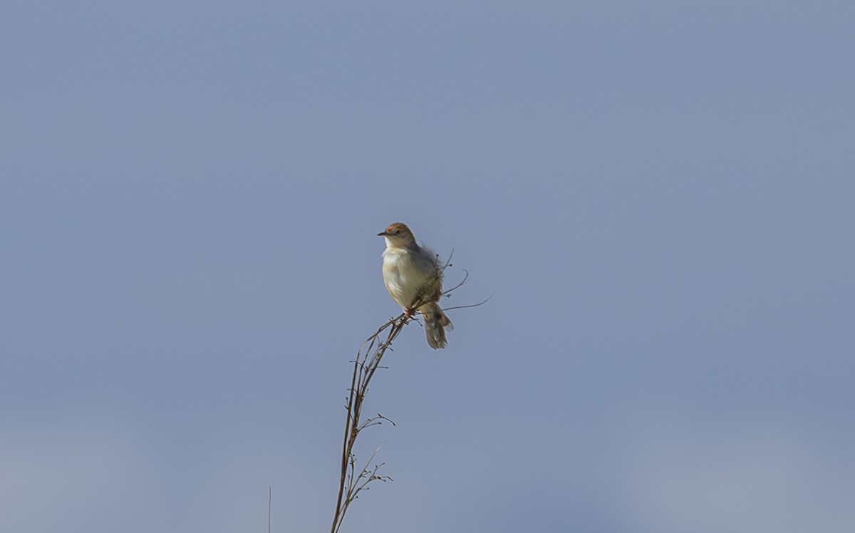 Red-faced Cisticola - ML642765657
