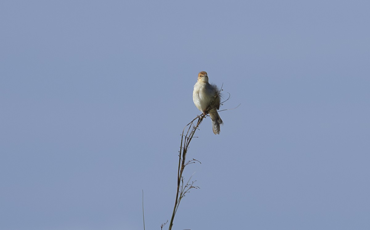 Red-faced Cisticola - ML642765658
