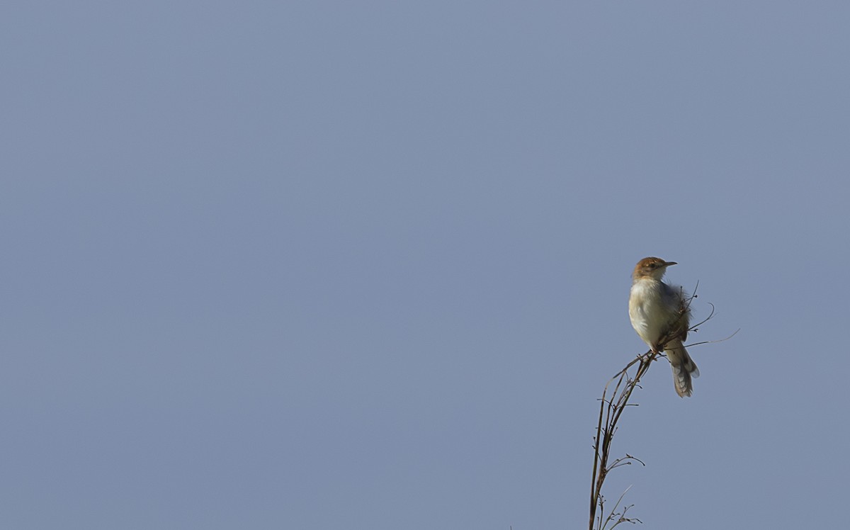 Red-faced Cisticola - ML642765659