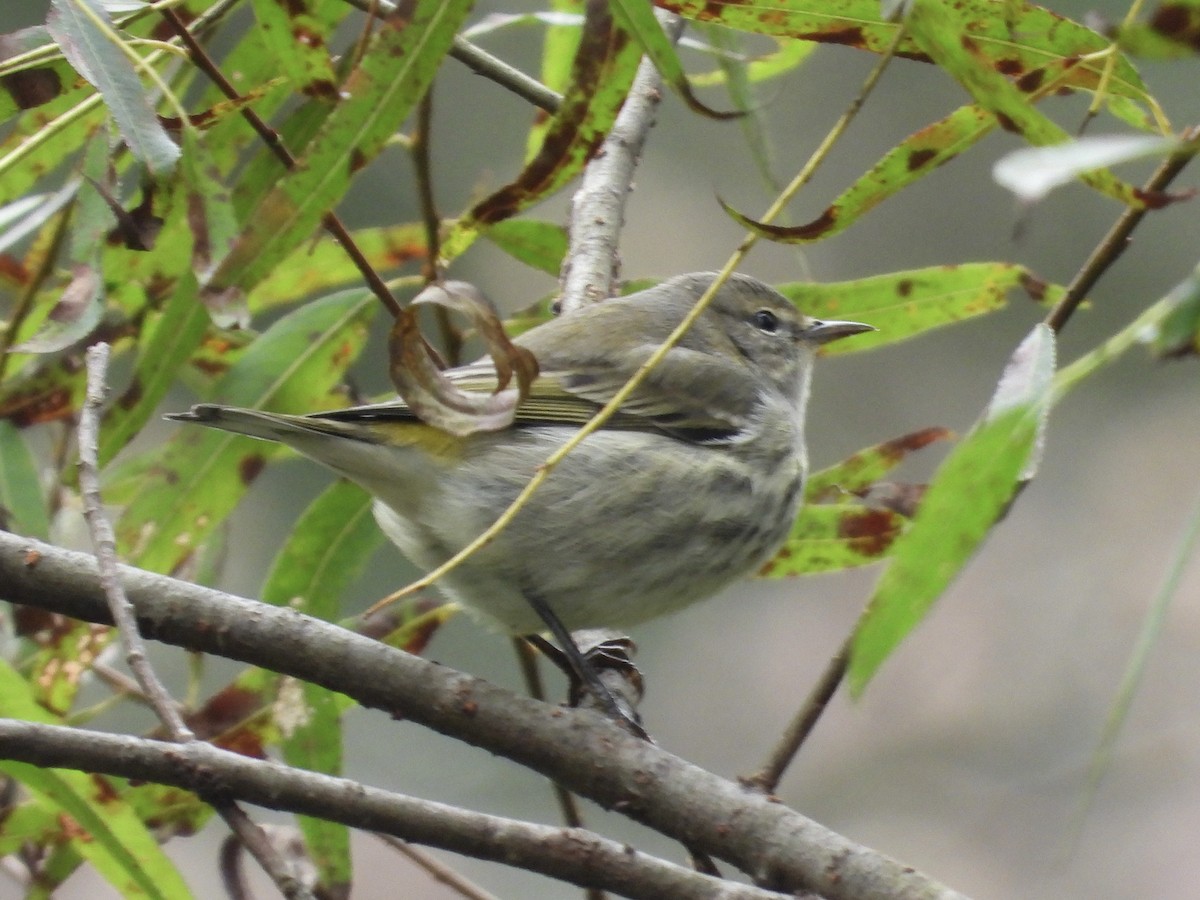 Cape May Warbler - ML642765660