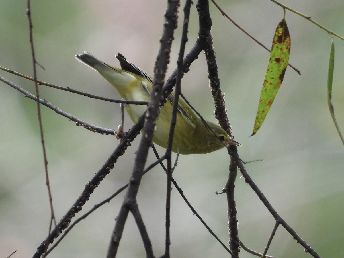 Tennessee Warbler - ML642765668