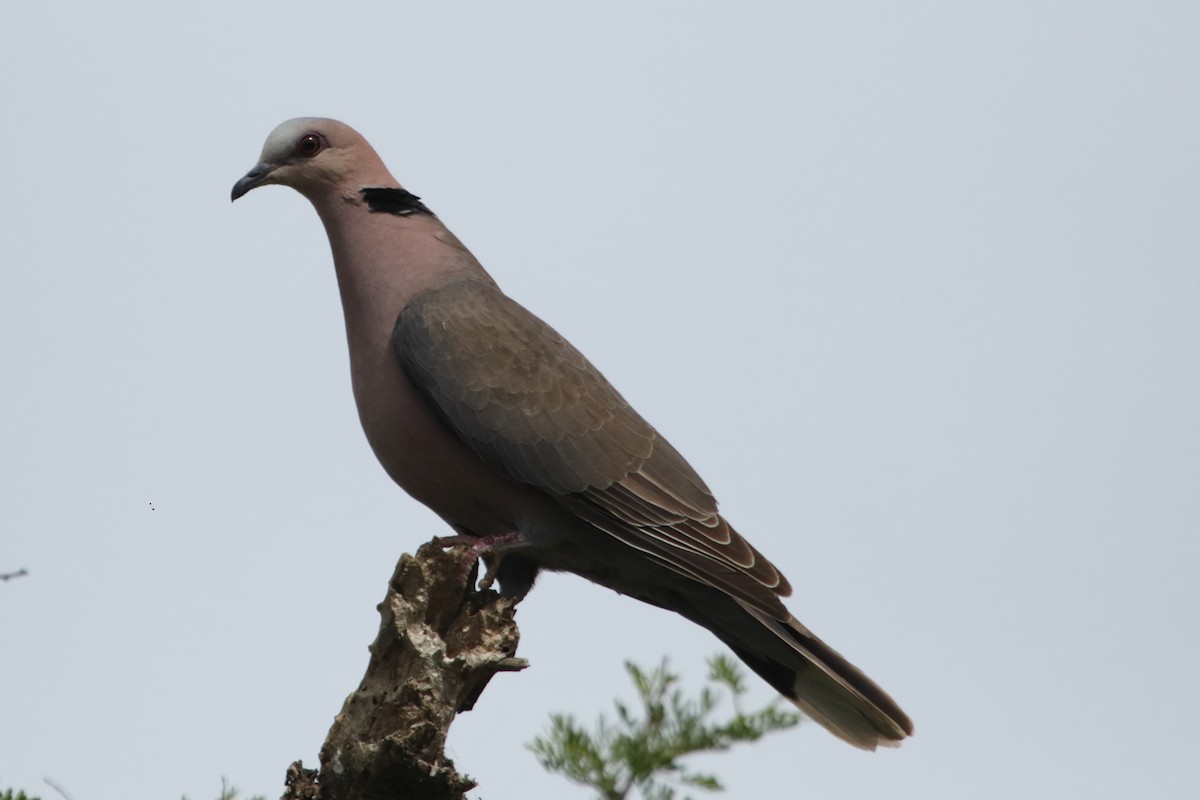 Red-eyed Dove - ML642765681