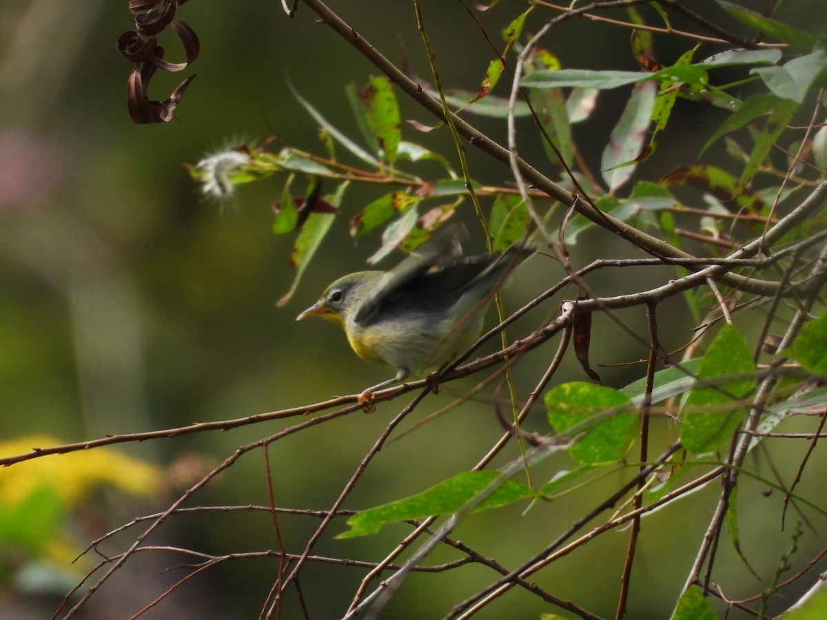 Northern Parula - ML642765686