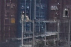 Brown Booby - ML642765704