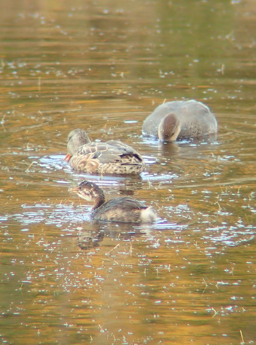 Pied-billed Grebe - ML642765711