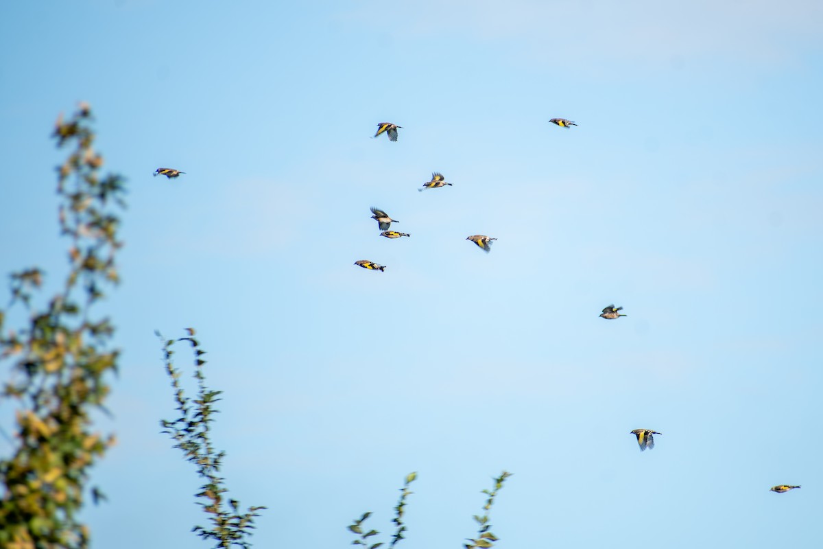 European Goldfinch - Haemoglobin Dr
