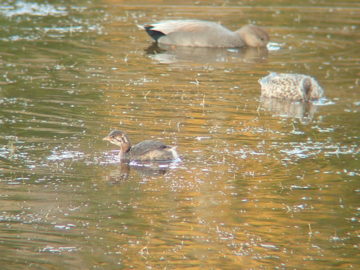 Pied-billed Grebe - ML642765721