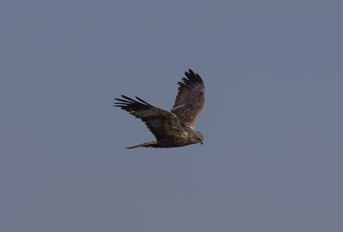 African Marsh Harrier - ML642765742