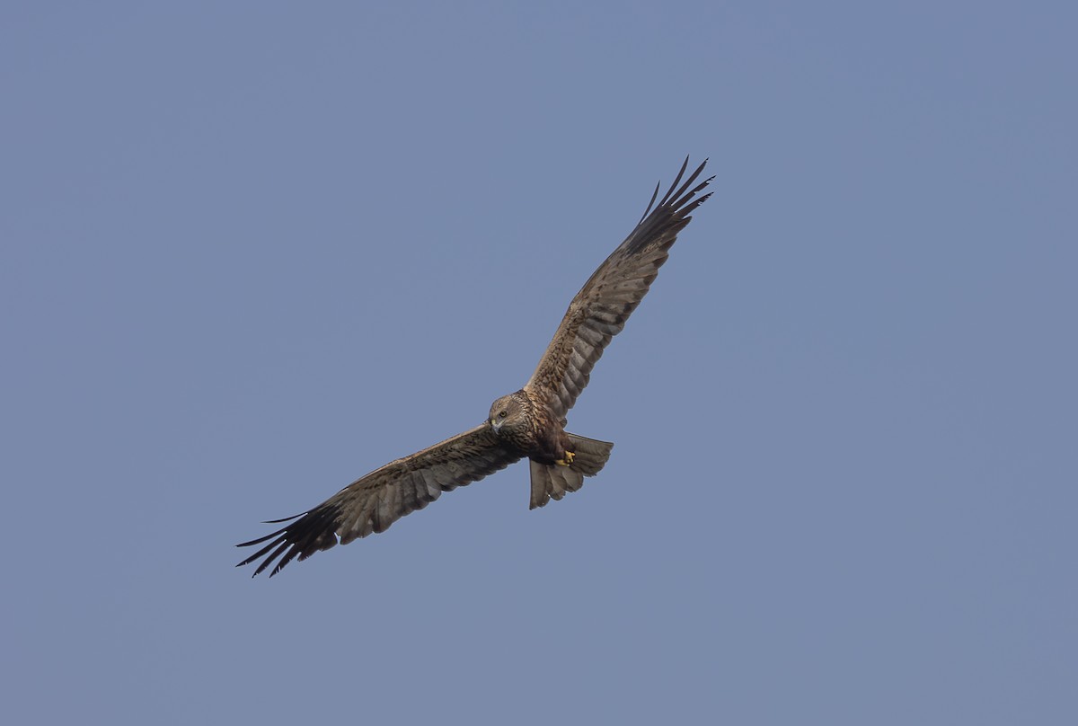 African Marsh Harrier - ML642765743