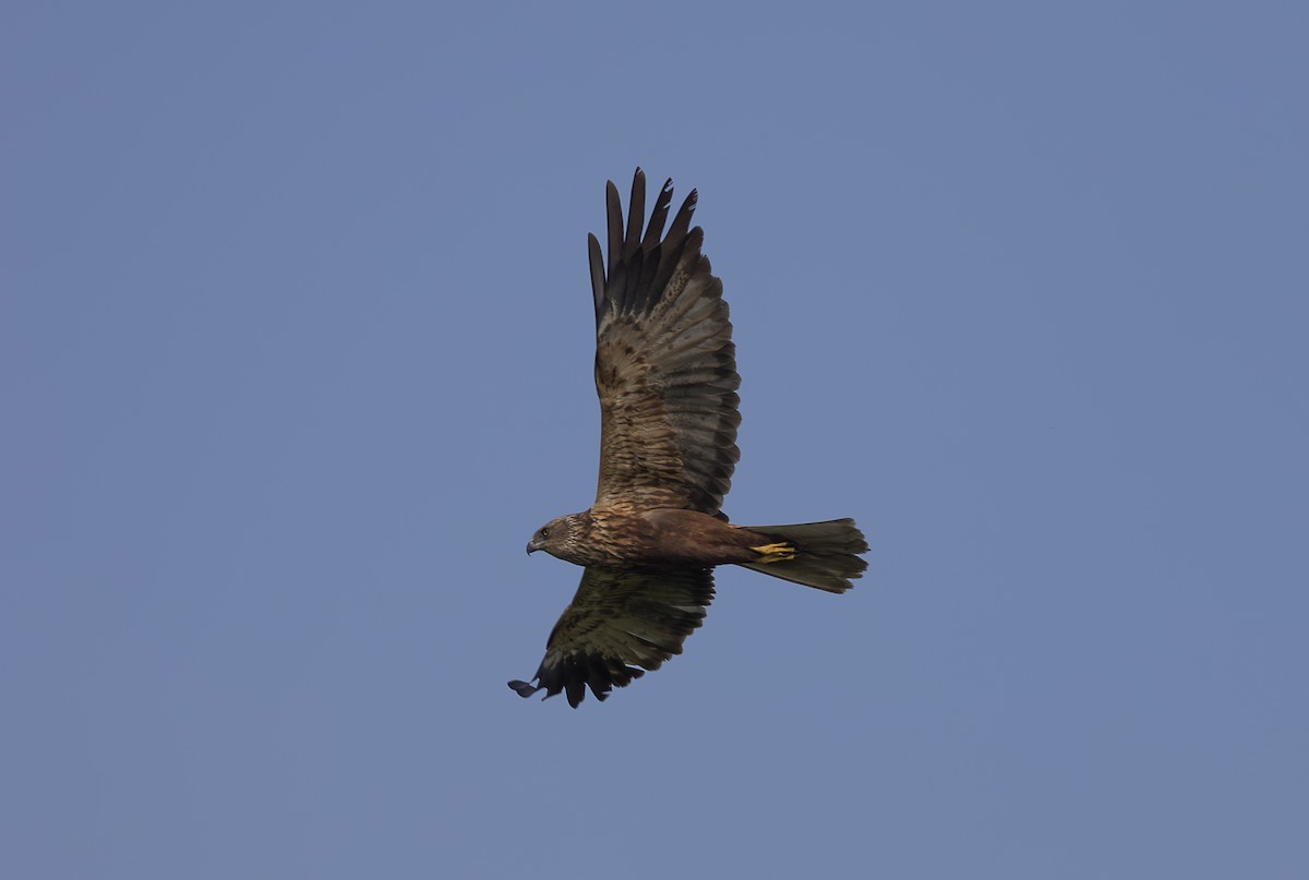 African Marsh Harrier - ML642765745