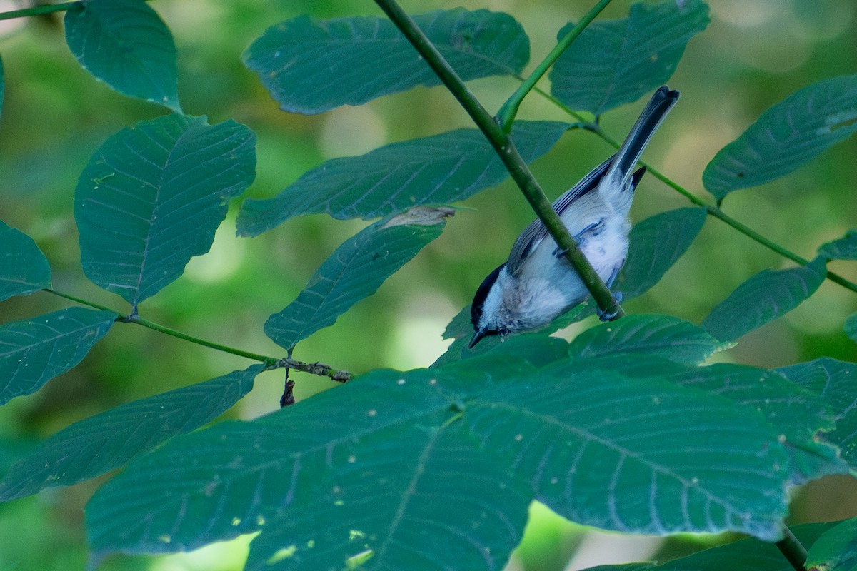 Marsh Tit - ML642765754