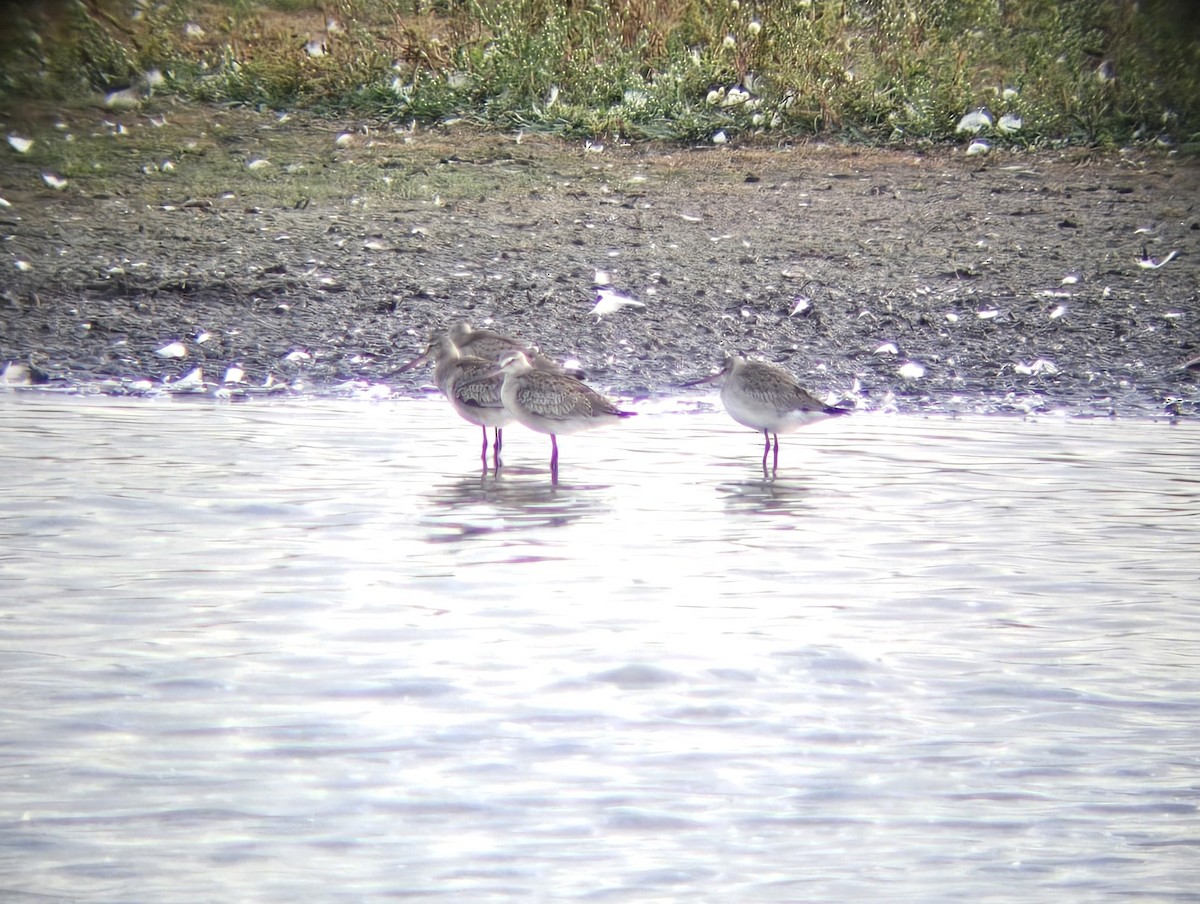 Hudsonian Godwit - ML642765758