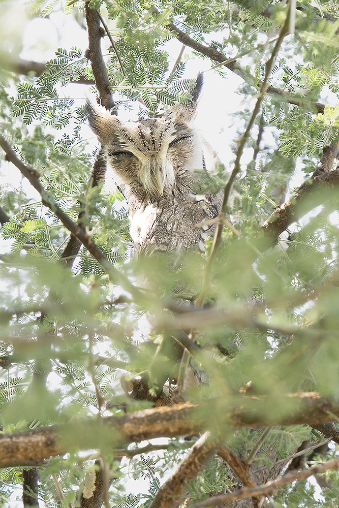 Northern White-faced Owl - ML642765765