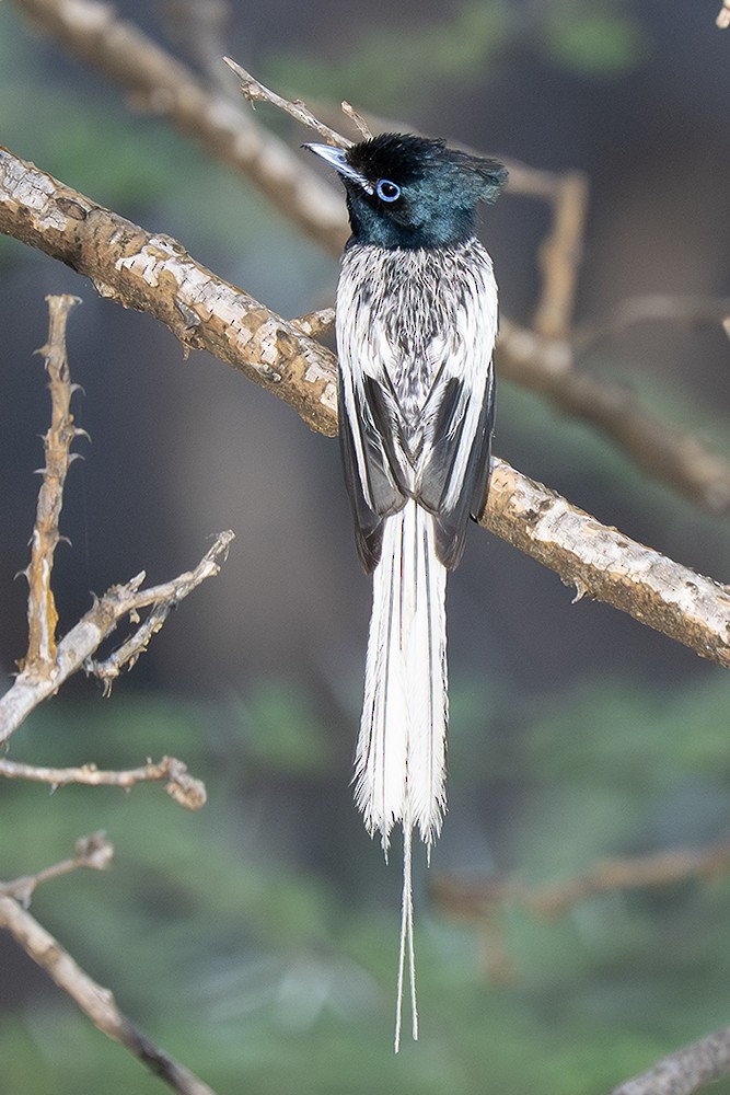 African Paradise-Flycatcher - ML642765774