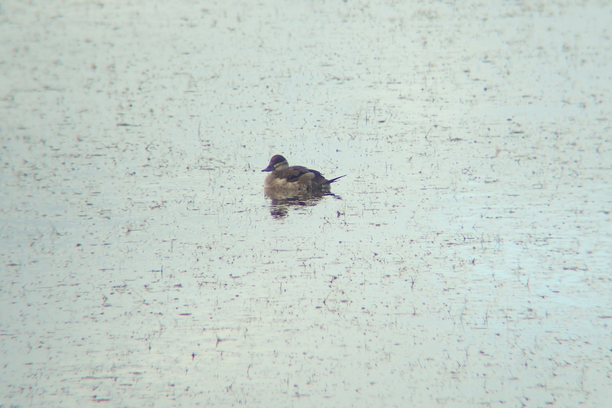 Ruddy Duck - ML642765794