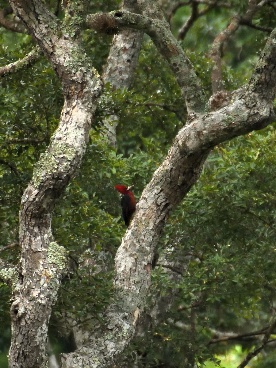 Red-necked Woodpecker - ML642765808