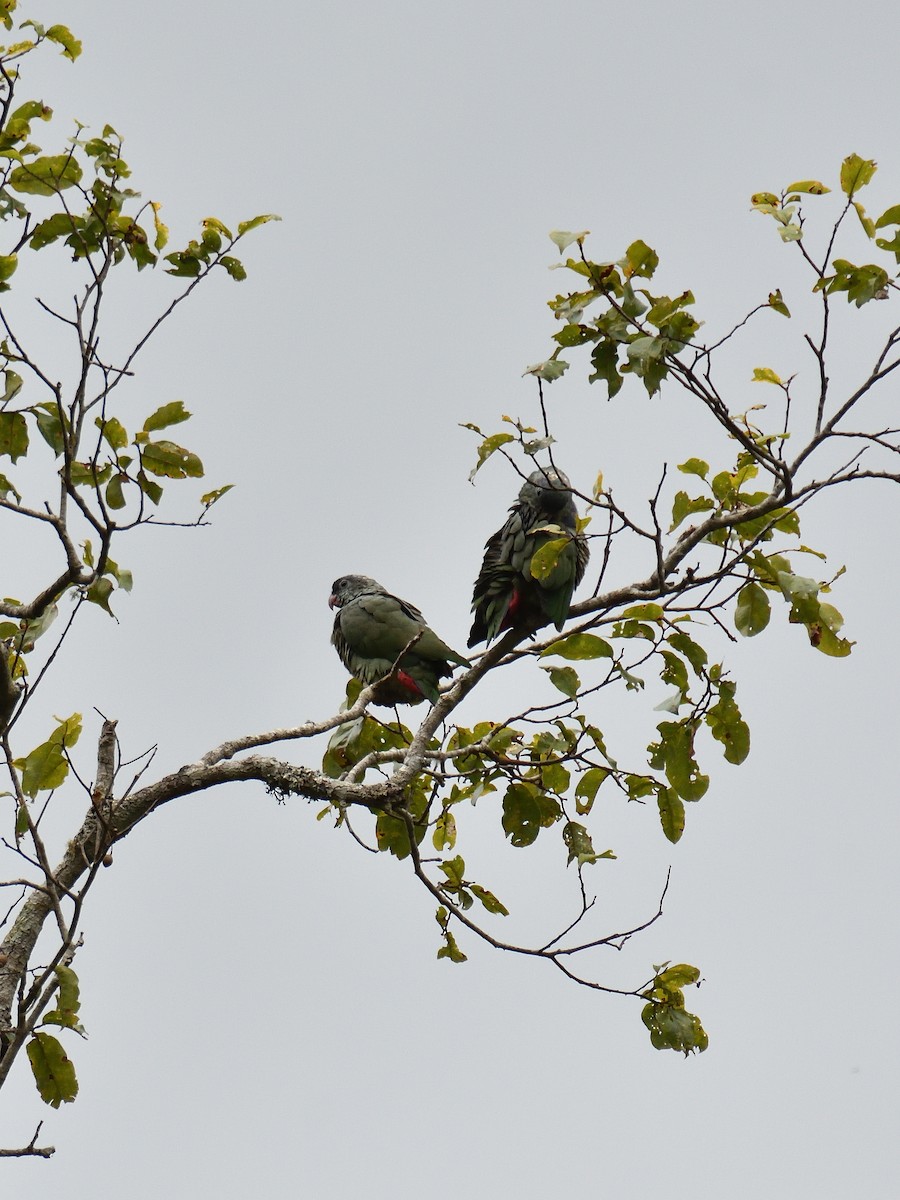 Scaly-headed Parrot - ML642765813