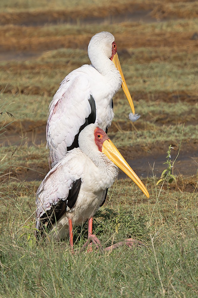 Tantale ibis - ML642765818