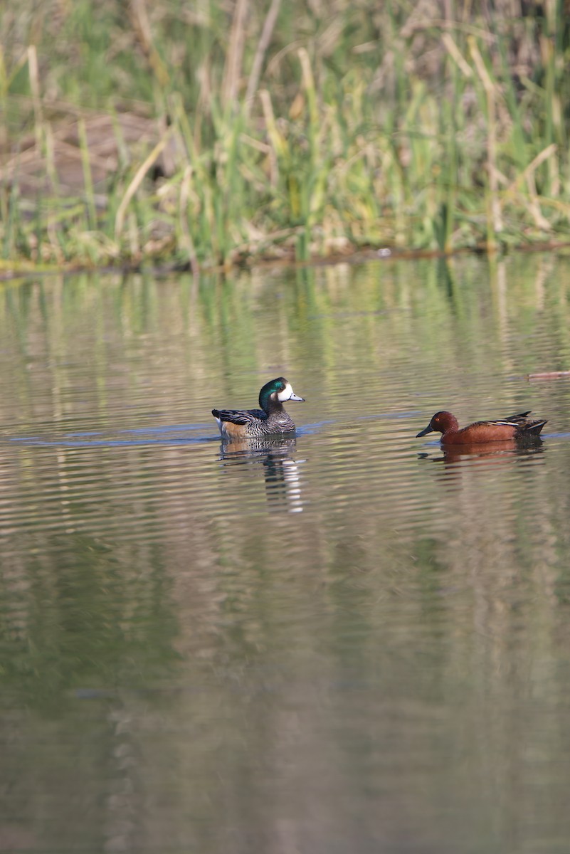 Chiloe Wigeon - ML642765829
