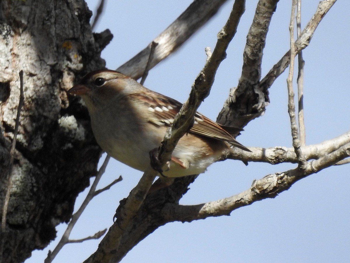 White-crowned Sparrow - ML642765837