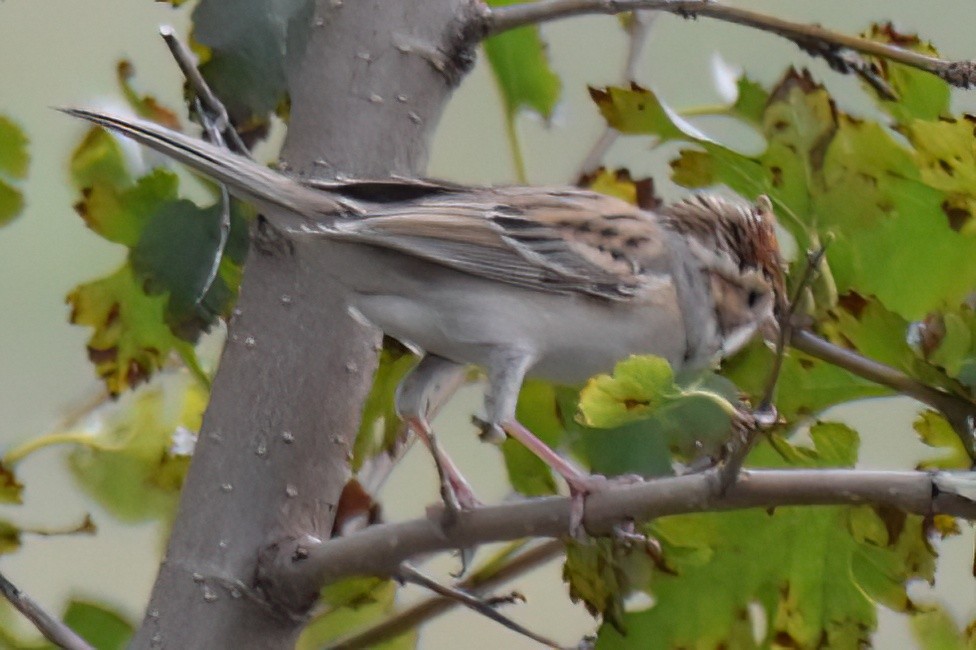 Clay-colored Sparrow - ML642765839