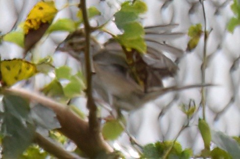 Clay-colored Sparrow - ML642765844