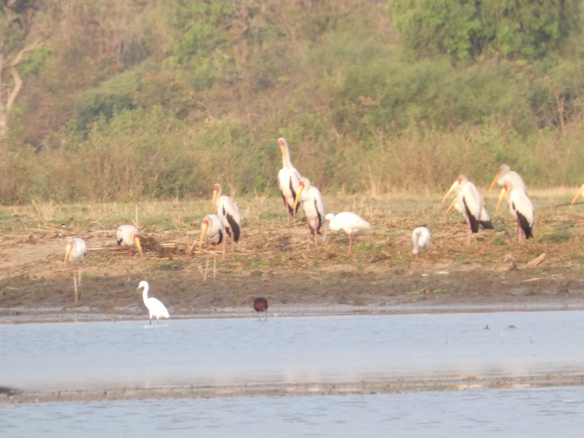 Tantale ibis - ML642765845