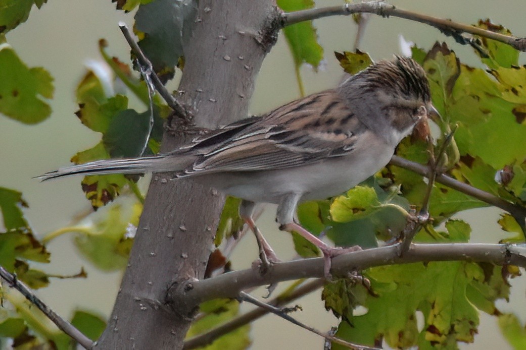 Clay-colored Sparrow - ML642765851