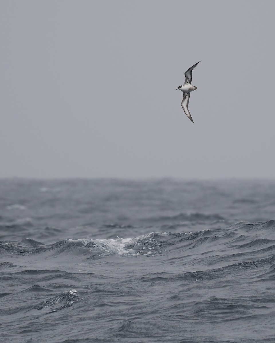 Great Shearwater - ML642765856