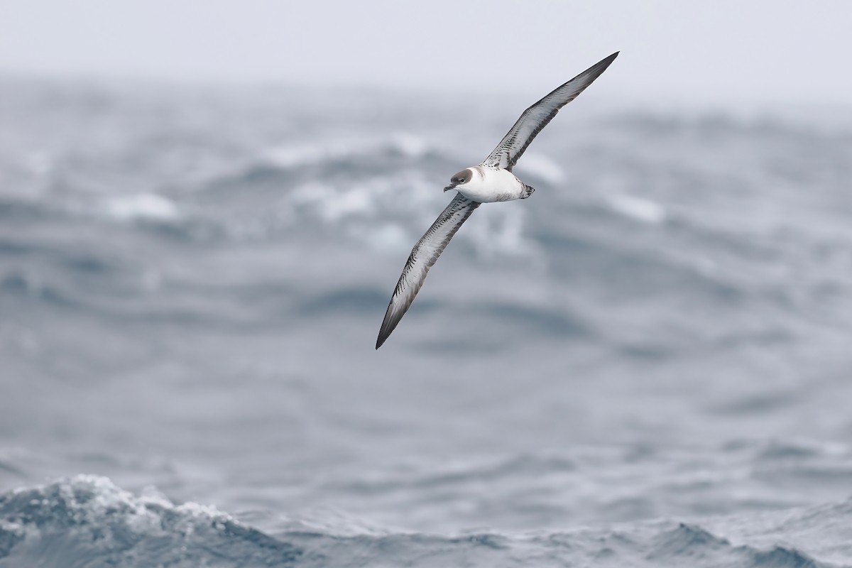 Great Shearwater - ML642765857