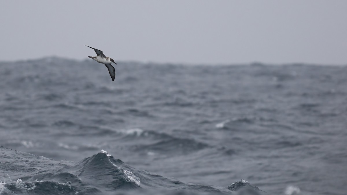 Great Shearwater - ML642765858