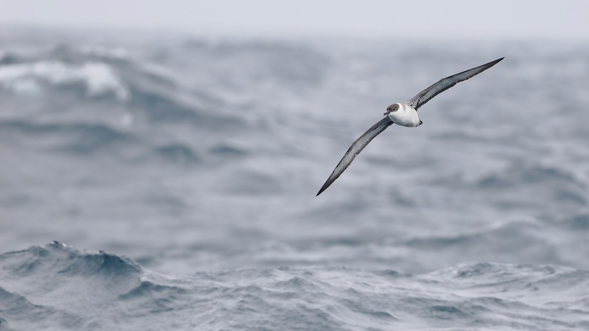 Great Shearwater - ML642765859