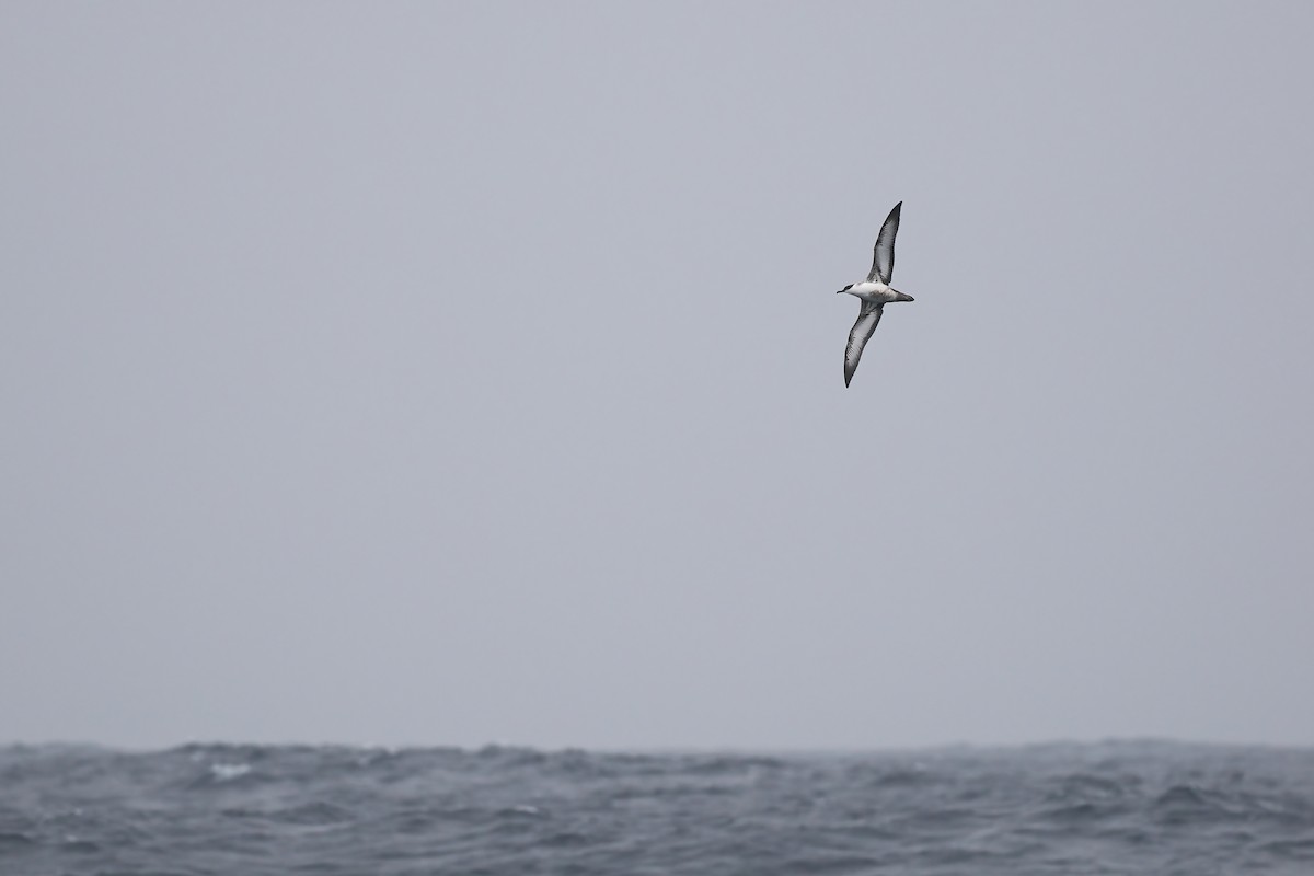 Great Shearwater - ML642765860