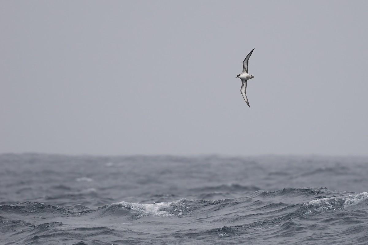 Great Shearwater - ML642765861
