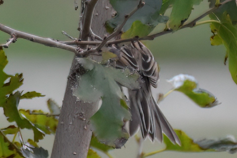 Clay-colored Sparrow - ML642765862