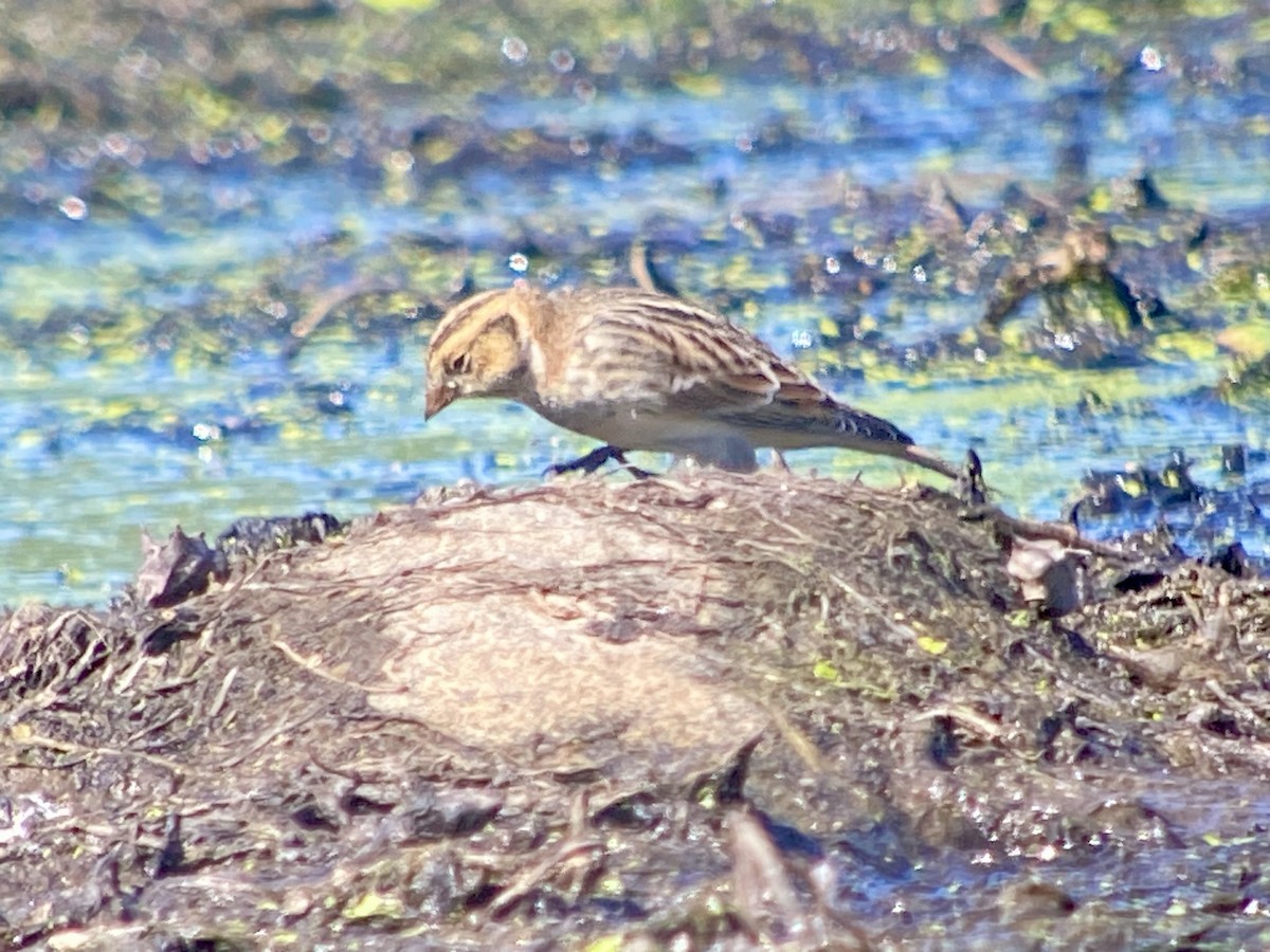 Буулгат хөмрөг - ML642765864