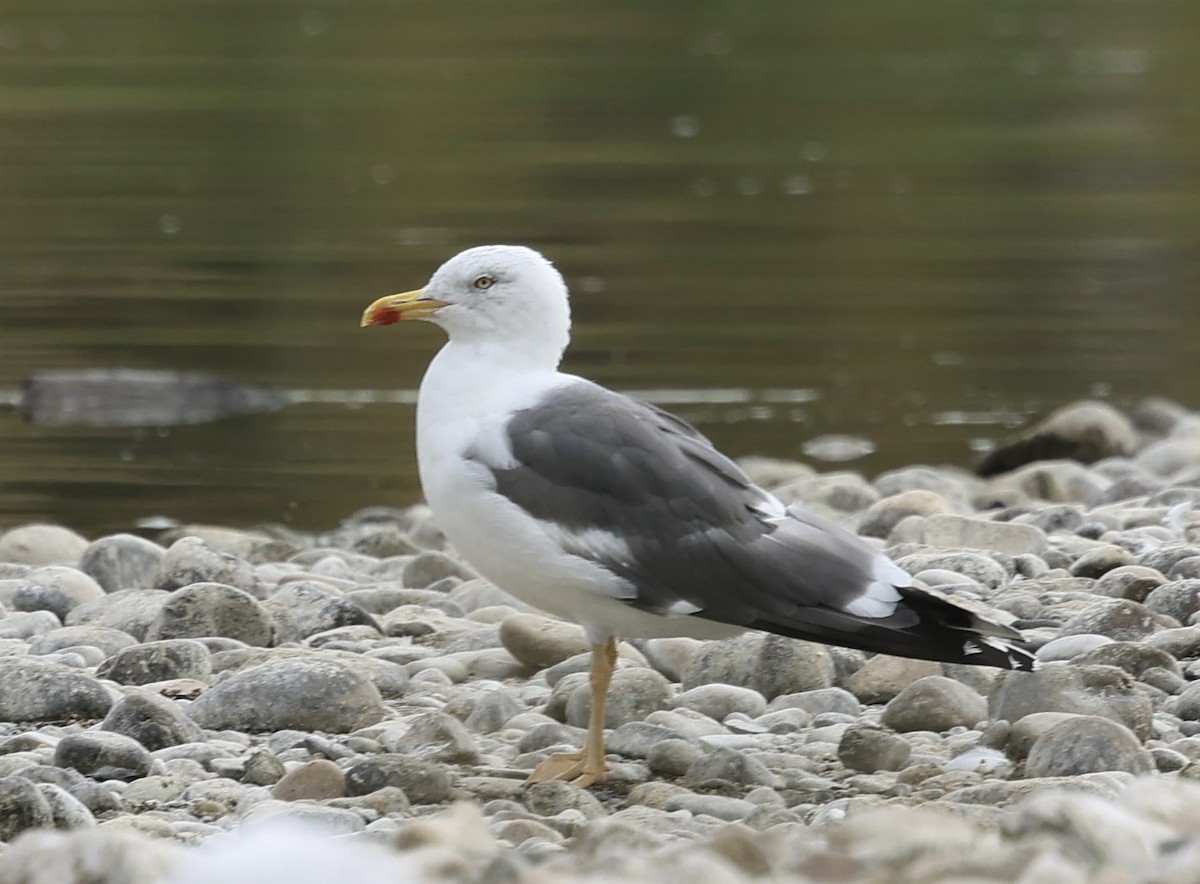 Lesser Black-backed Gull - ML642765867