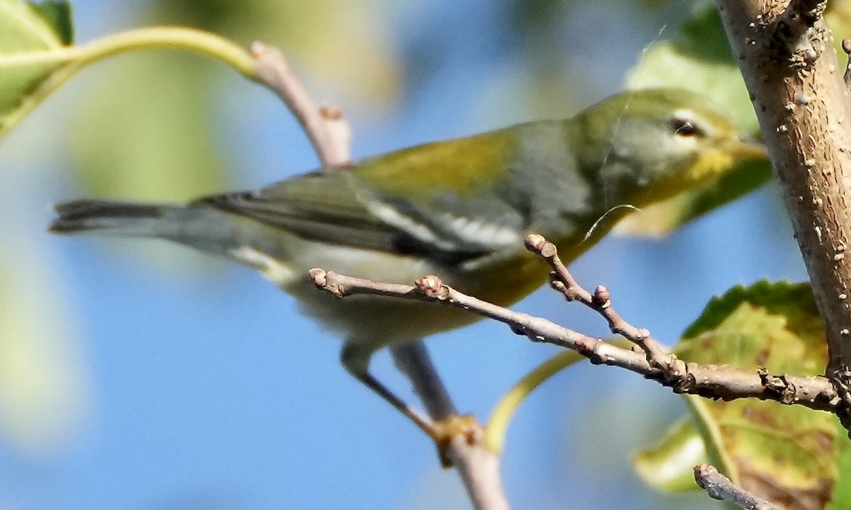 Northern Parula - ML642765874
