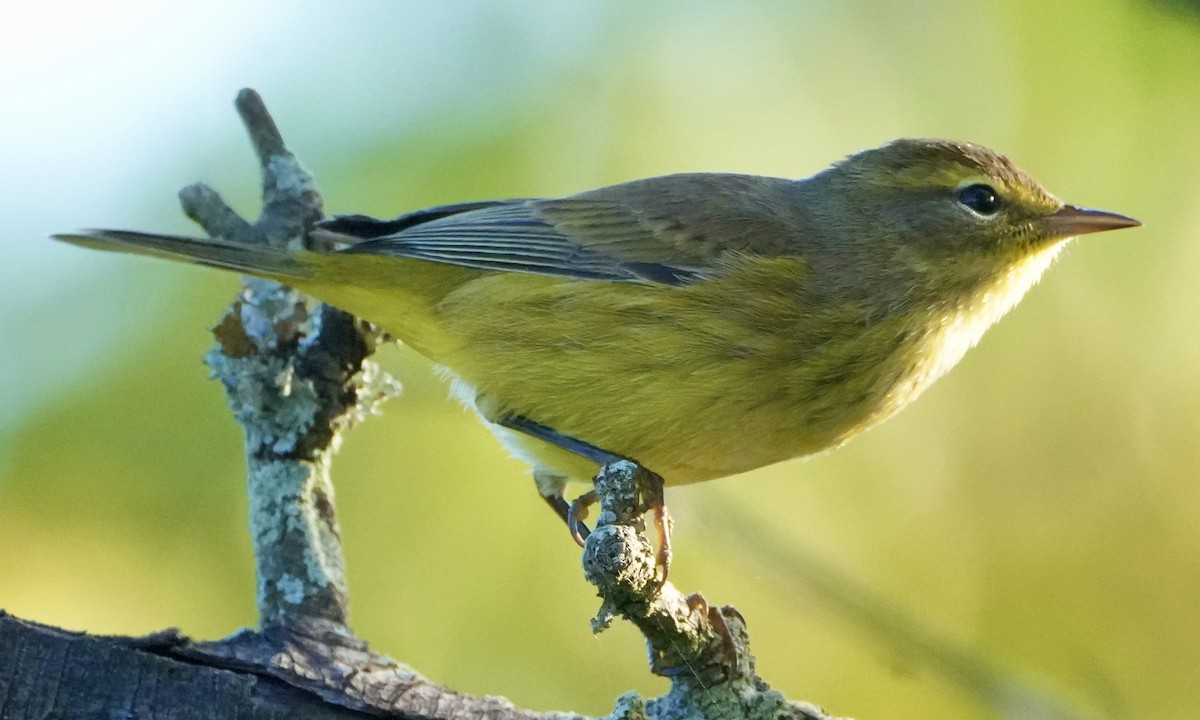 Palm Warbler - ML642765880