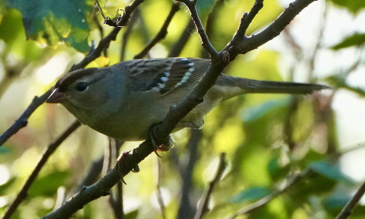 White-crowned Sparrow - ML642765886