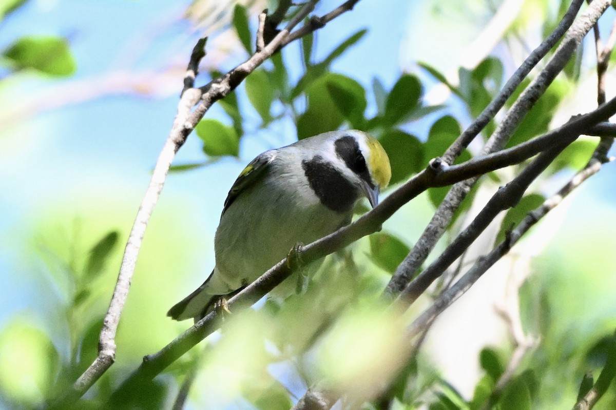 Golden-winged Warbler - ML642765892