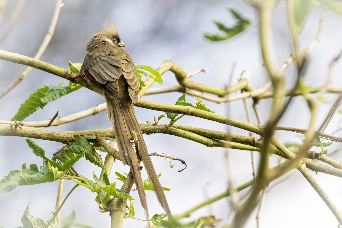 Speckled Mousebird - ML642765901