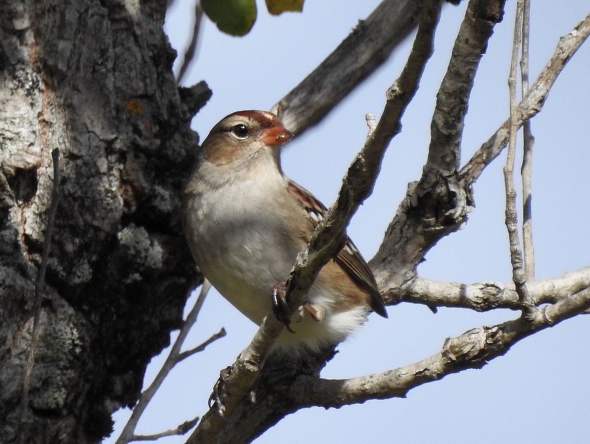 White-crowned Sparrow - ML642765904