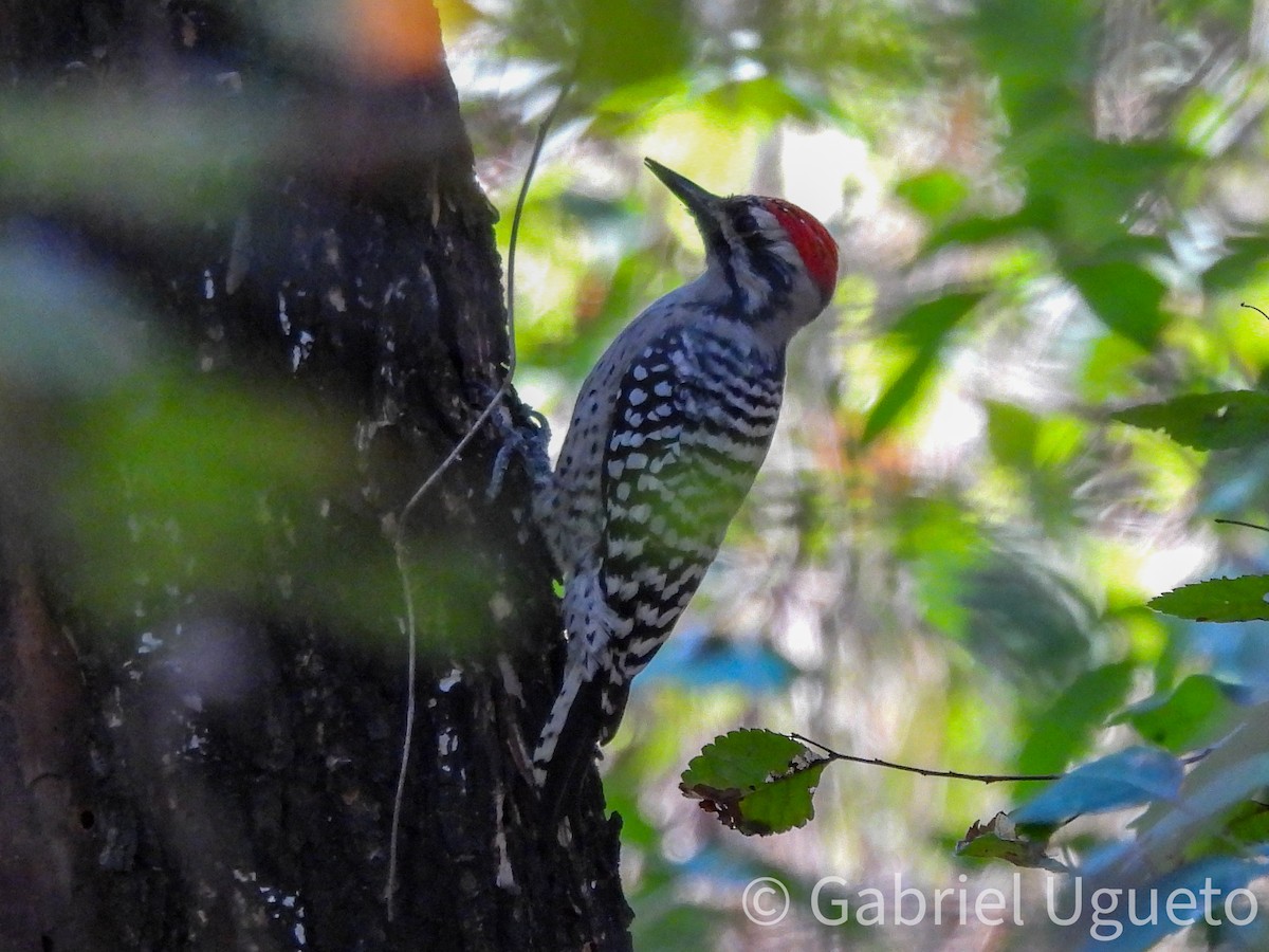 Ladder-backed Woodpecker - ML642765906