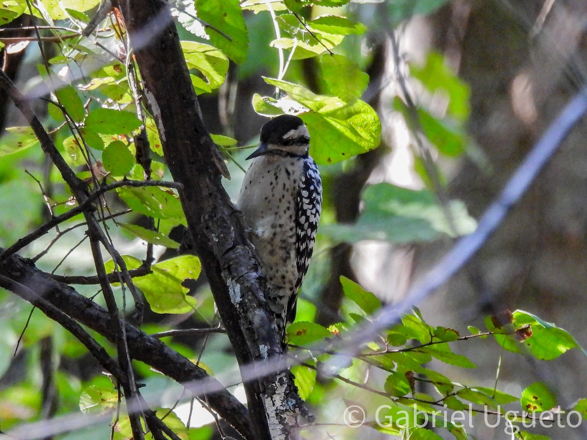 Ladder-backed Woodpecker - ML642765907