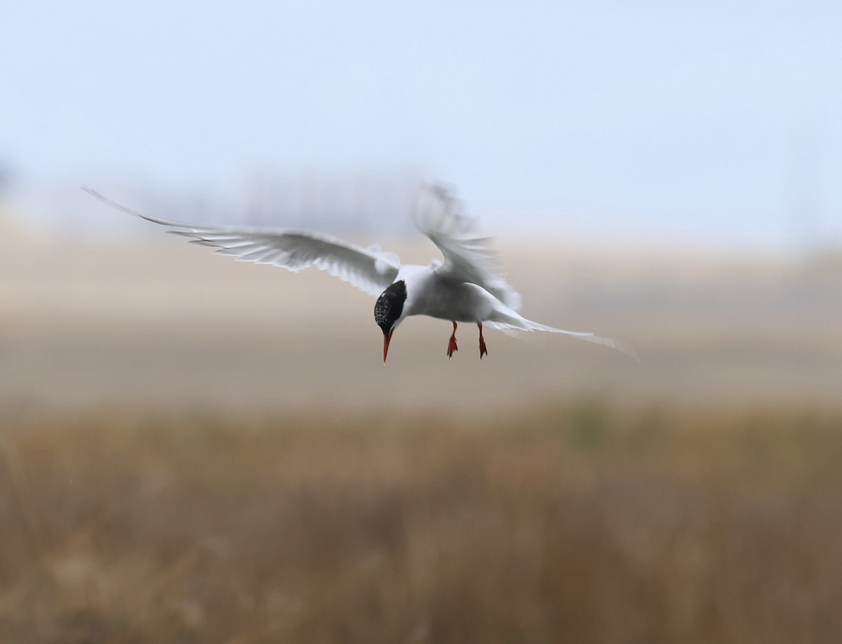 Arctic Tern - ML642765919